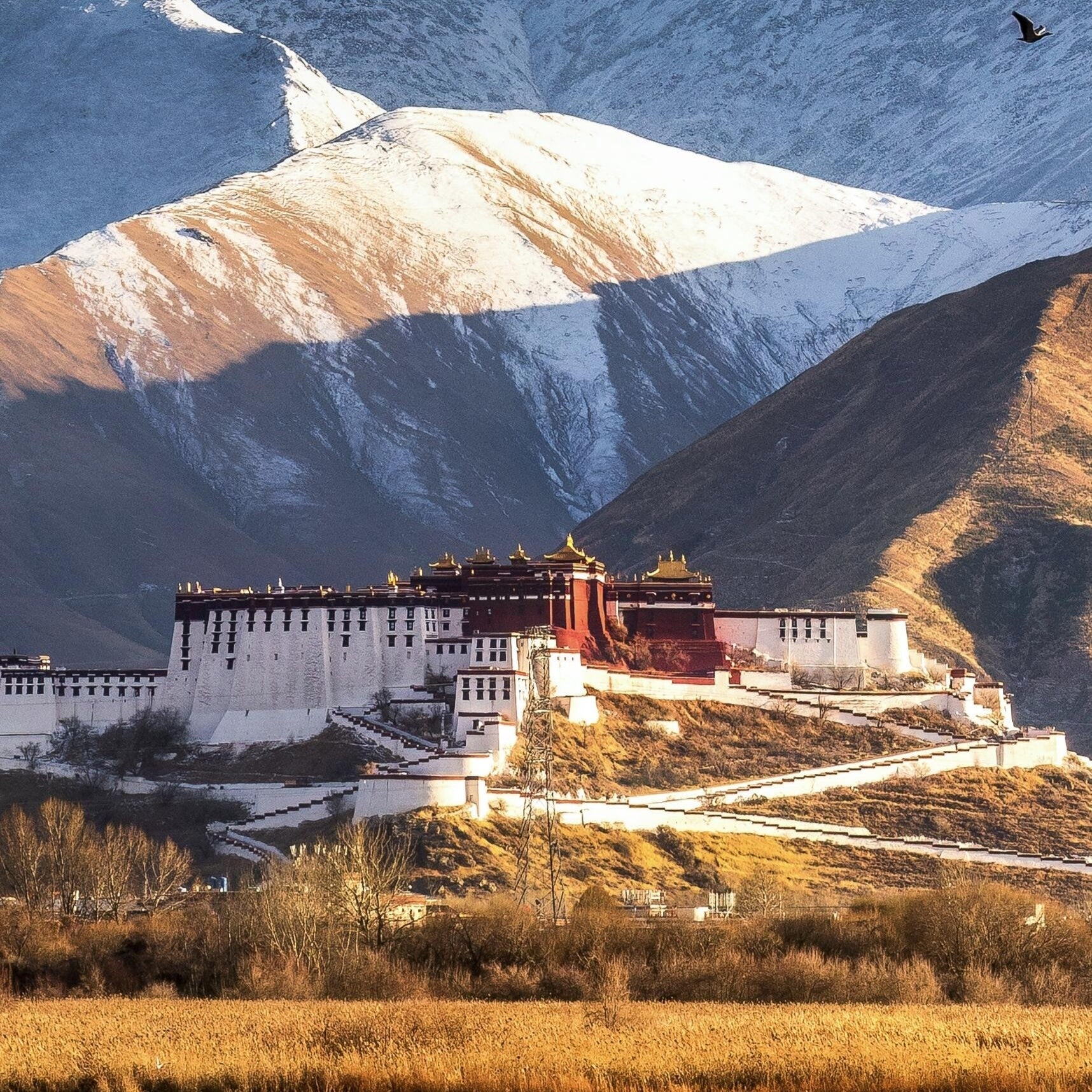 Where AURADEER Meet Tibetan Highland Life