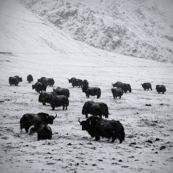Tibetan Yak Bone Jewelry